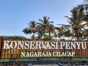 Konservasi Penyu Cilacap