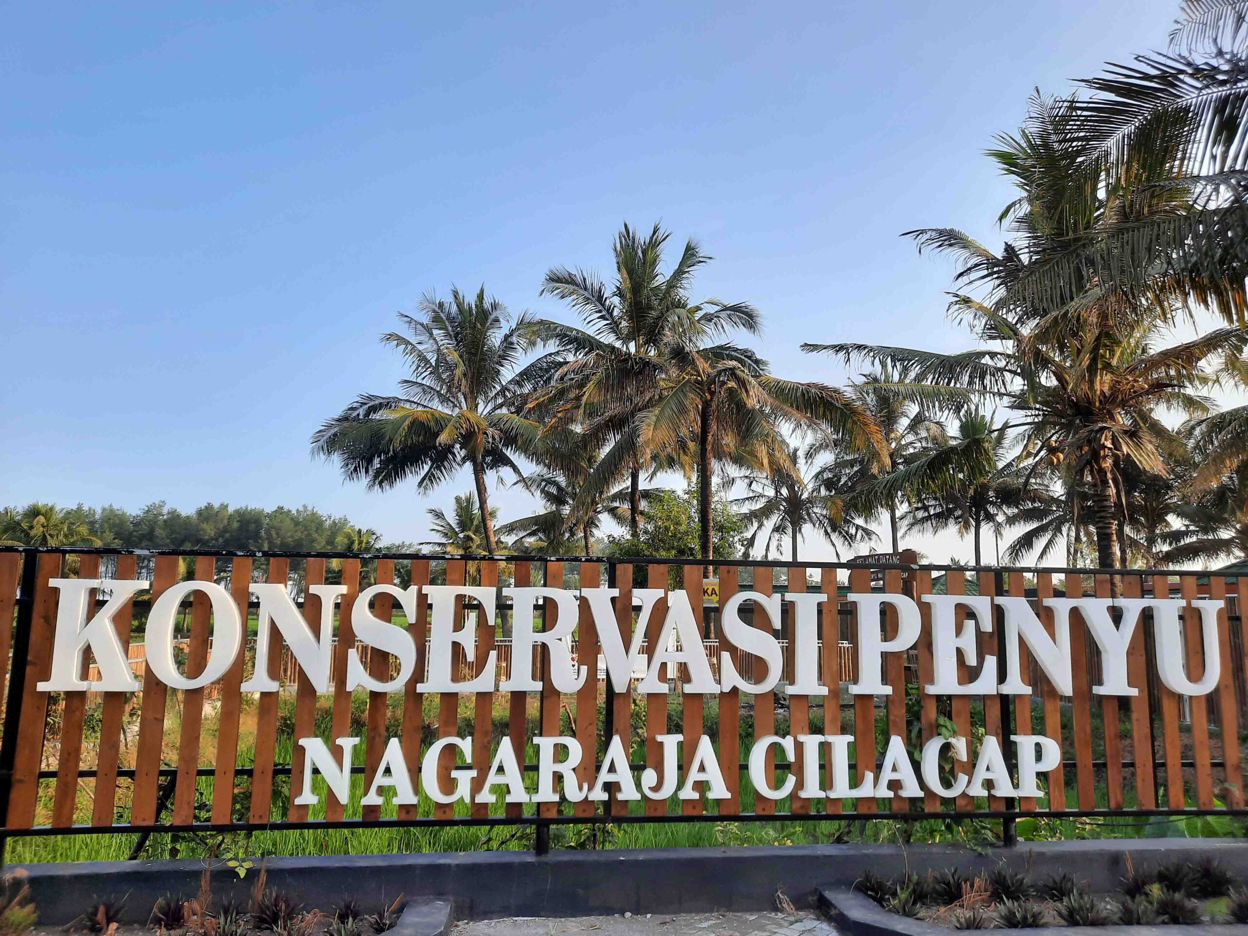 Konservasi Penyu Cilacap