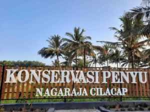 Konservasi Penyu Cilacap